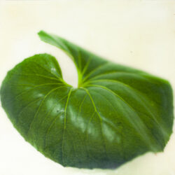 farfugium