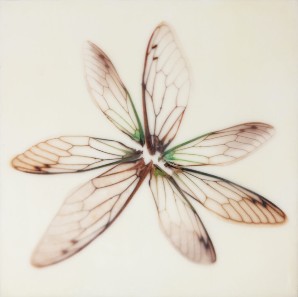cicada wings