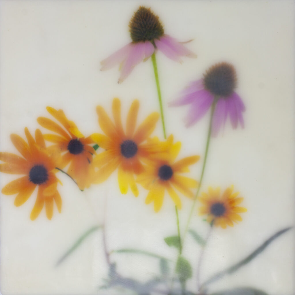 Black eyed Susan and coneflower