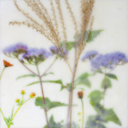 Blue Mistflower Cosmos Zebra Grass