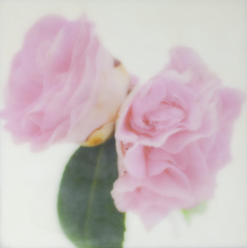 camellia bouquet