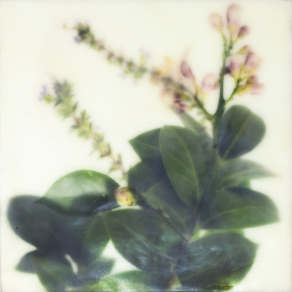 Camellia, Lemon Blooms, Georgia Basil