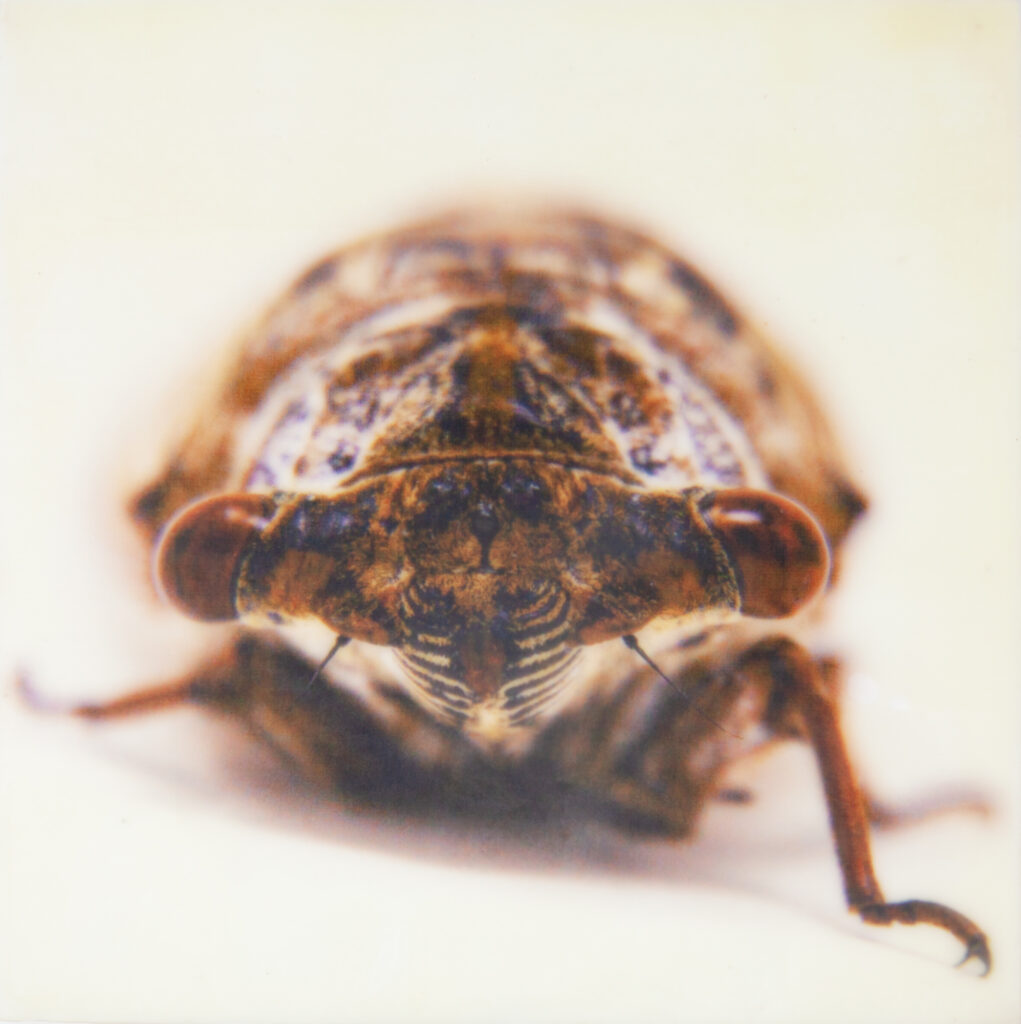 cicada