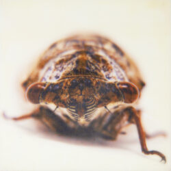 cicada