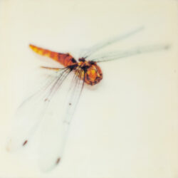 fly free dragonfly