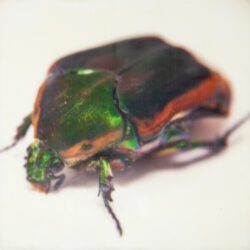 June Bug