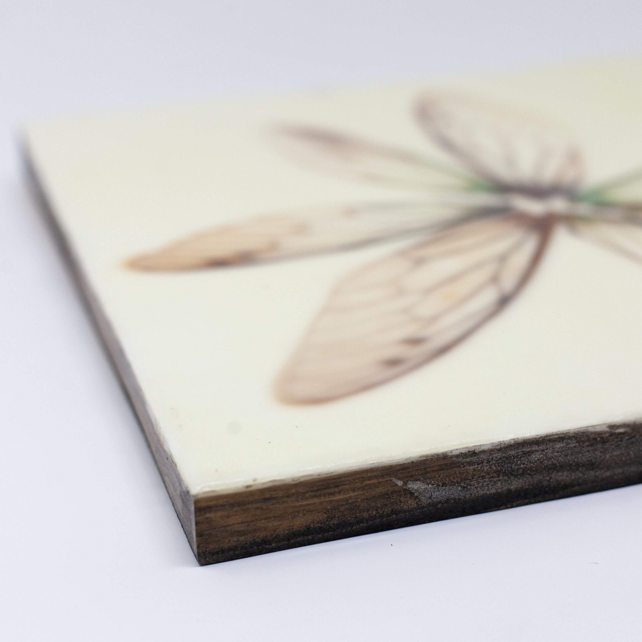 cicada wings side angle