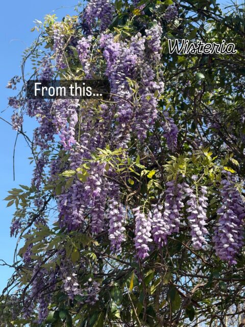 Beautiful wisteria in full bloom. Inspired by nature daily. Prints available @saatchiart #wisteria #encaustic #naturephotography #artforinteriorspaces #floralart