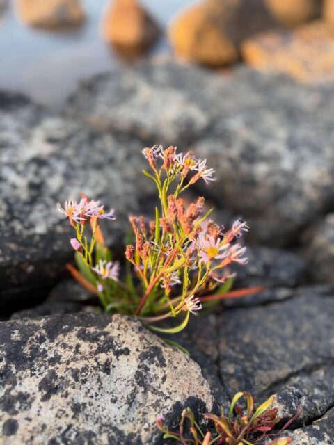 Botanical encaustic inspiration for days and days. New works already being planned! #swedishflowers #swedishlandscapes #summerflowers