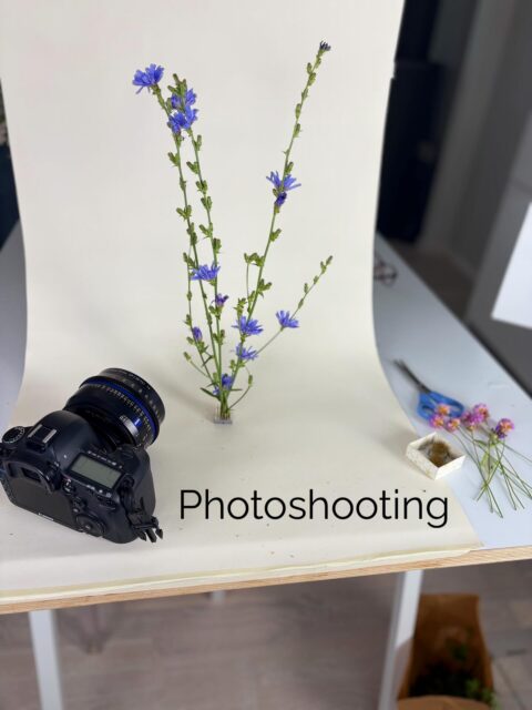 Botanical photoshoot in Sweden. Inspired by Osterlen wildflowers. #swedishwildflowers #travelphotoshoot #travelphotosetup @debrazumstein