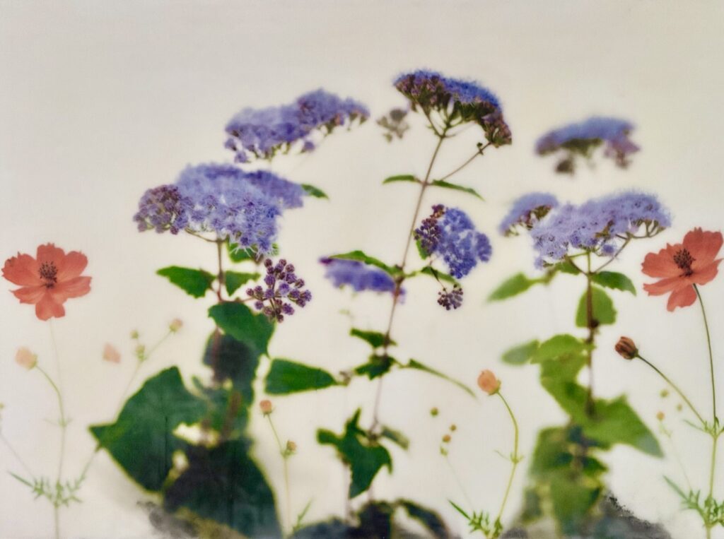 Blue Mistflower, Cosmos 36"x24"